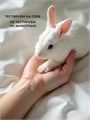 Парфюмированный крем лосьон для тела и рук Imperic Dolce PL-19